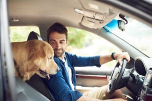 driving with a pet in the car