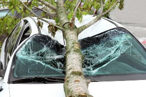 fallen tree on white car